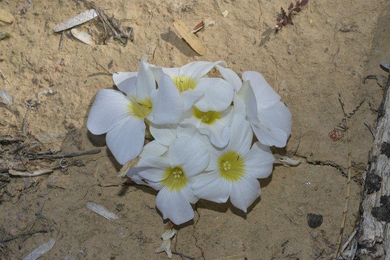 Oxalis stenoptera var. alba photo 3