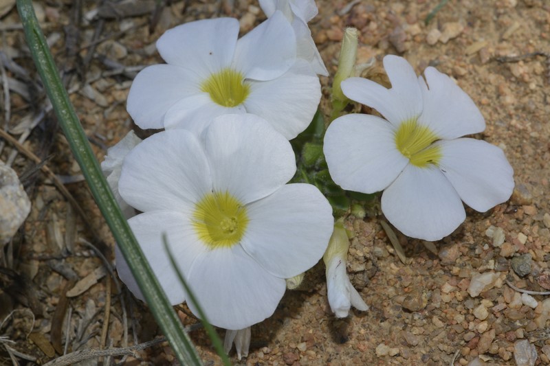 Oxalis stenoptera var. alba photo 4