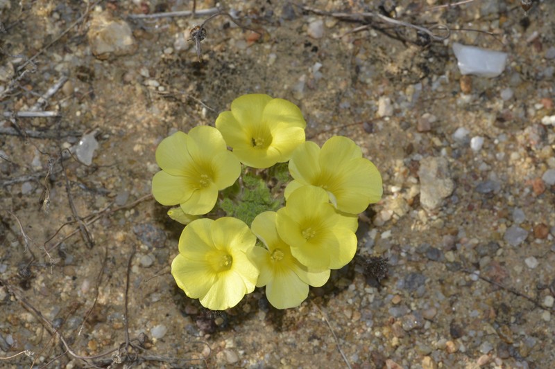 Oxalis stenoptera var. undulata