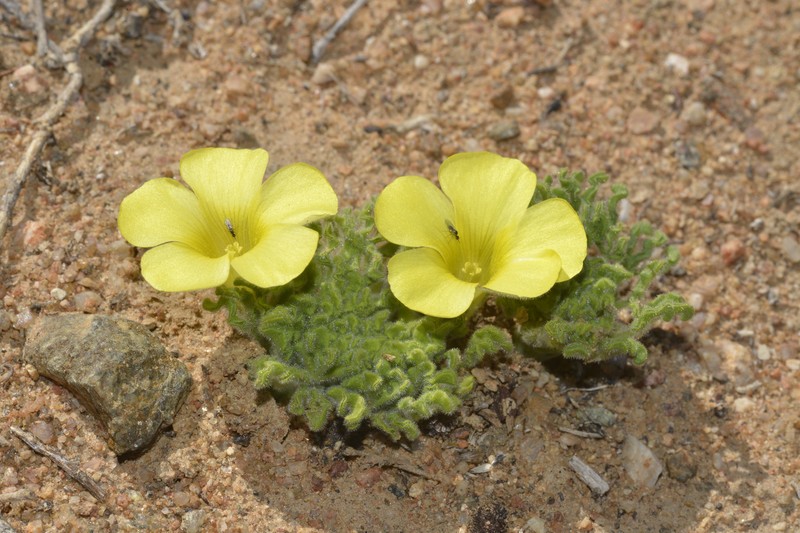 Oxalis stenoptera var. undulata photo 2