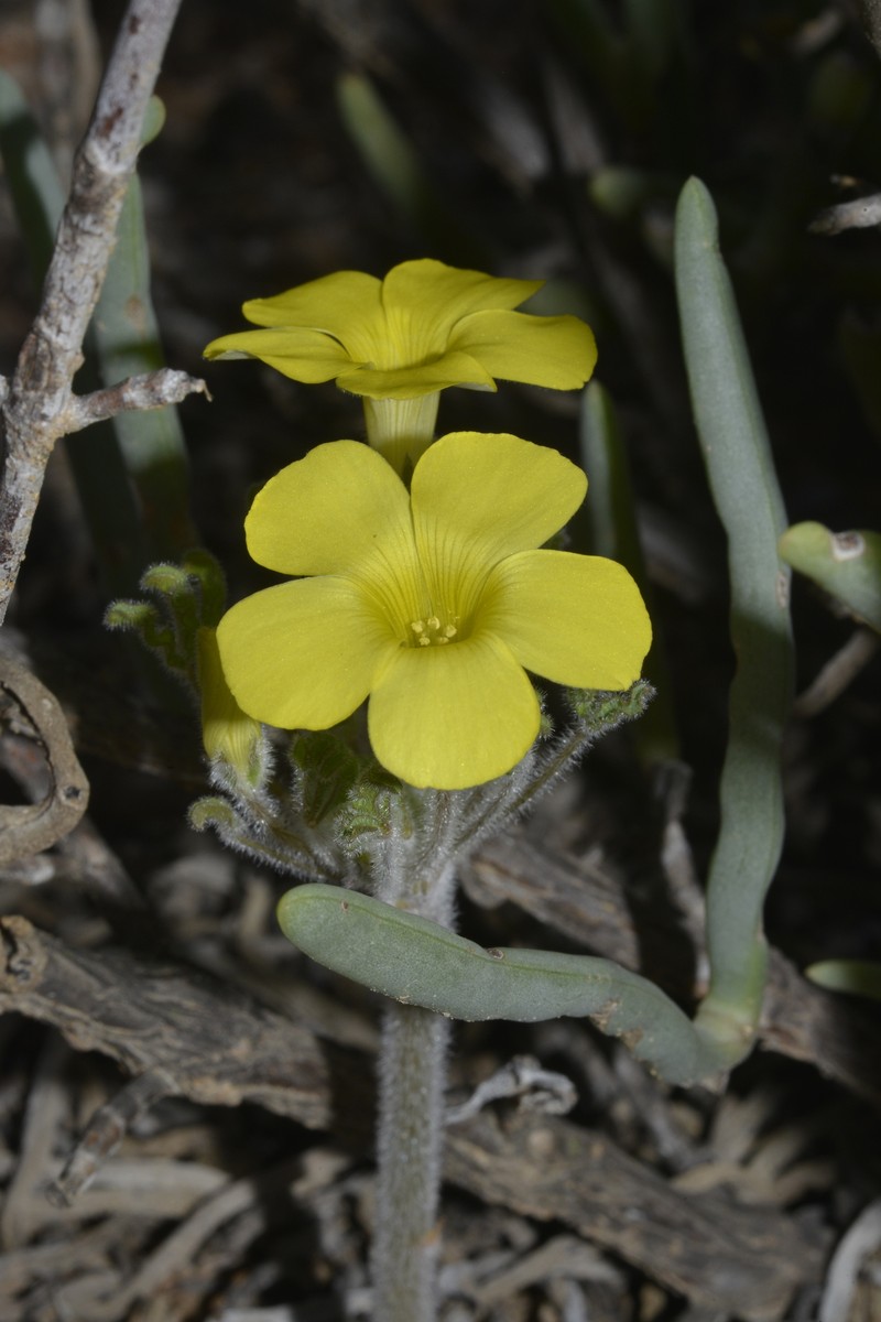 Oxalis stenoptera var. undulata photo 3