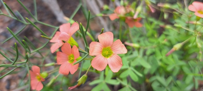 Oxalis stenorhyncha