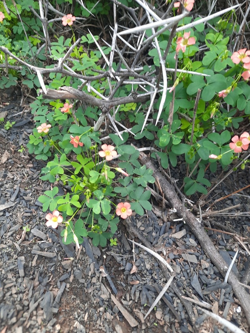 Oxalis stenorhyncha photo 2