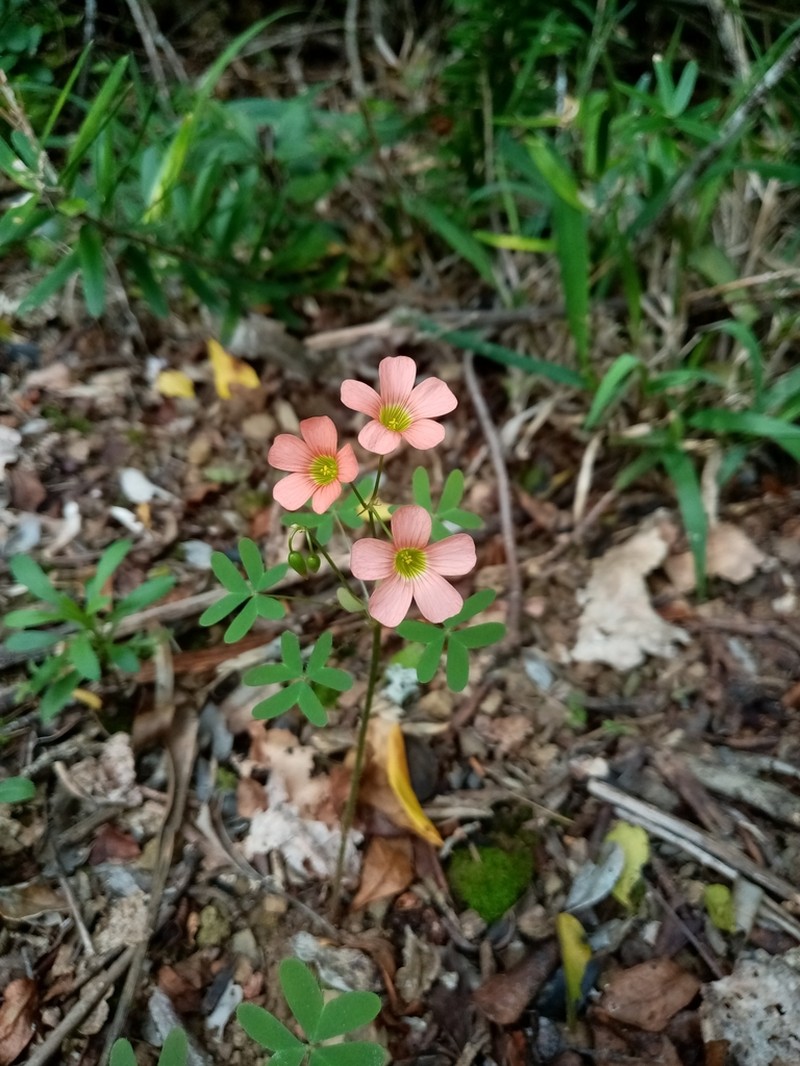 Oxalis stenorhyncha photo 3