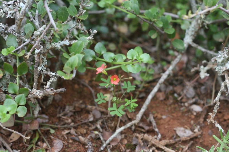 Oxalis stenorhyncha photo 4
