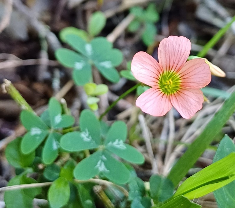 Oxalis stenorhyncha photo 5