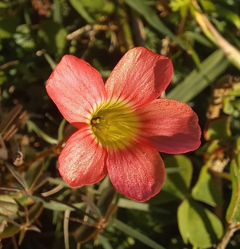 Oxalis stenorhyncha photo 6