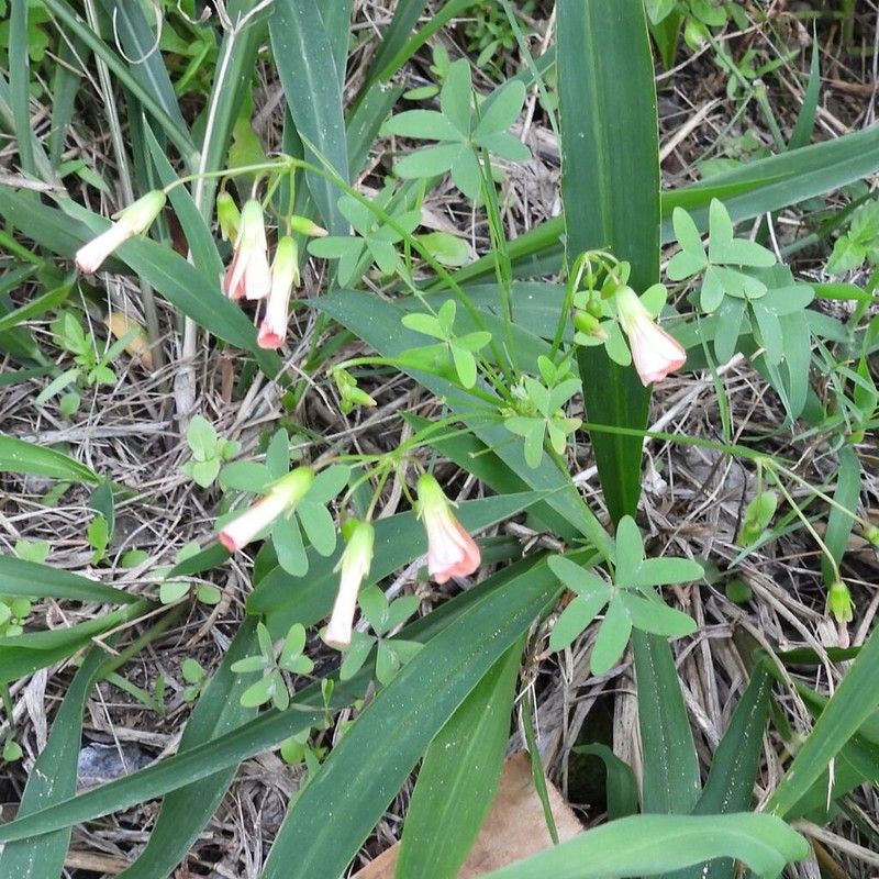 Oxalis stenorhyncha photo 7
