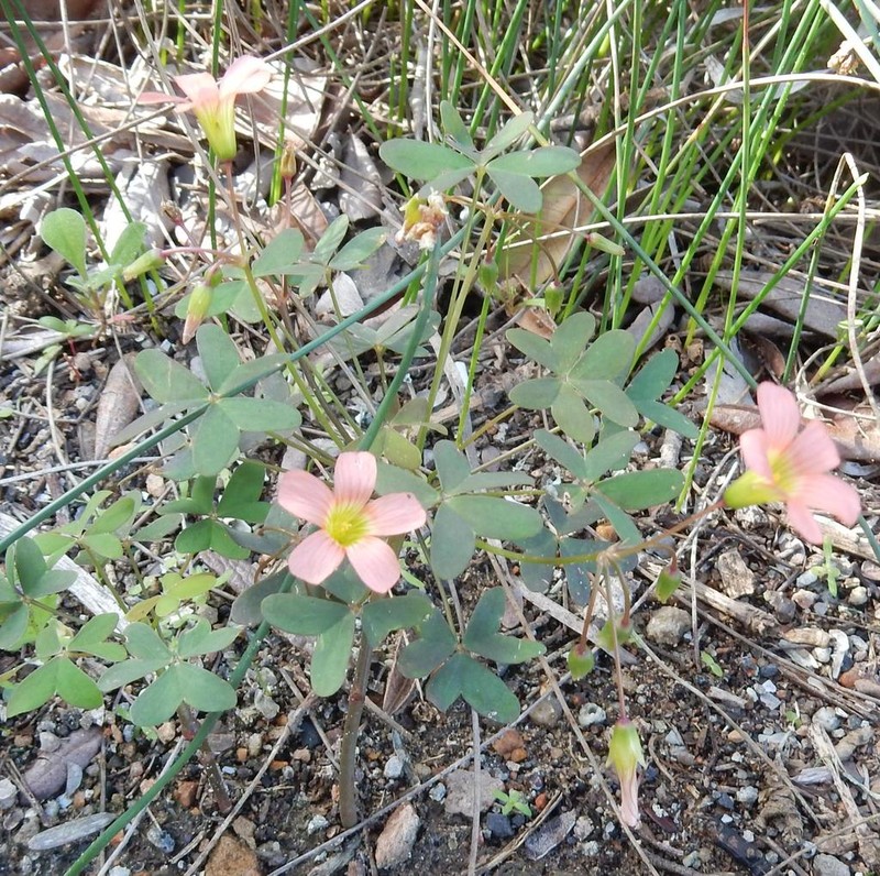 Oxalis stenorhyncha photo 8