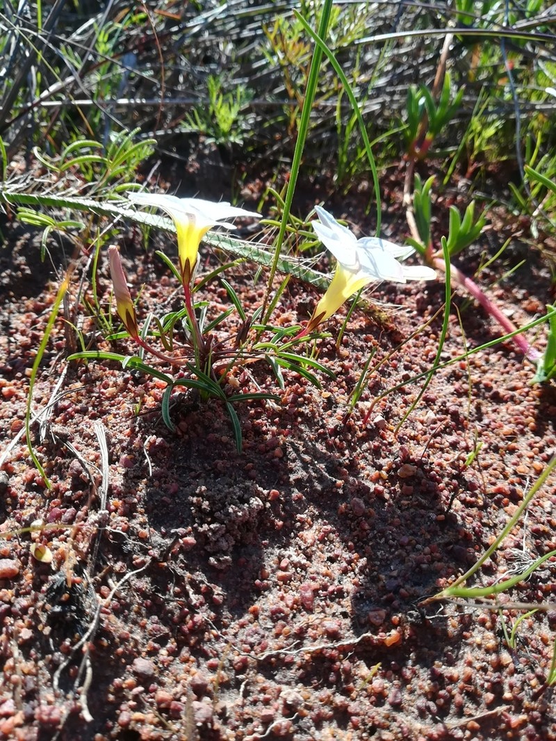 Oxalis stictocheila