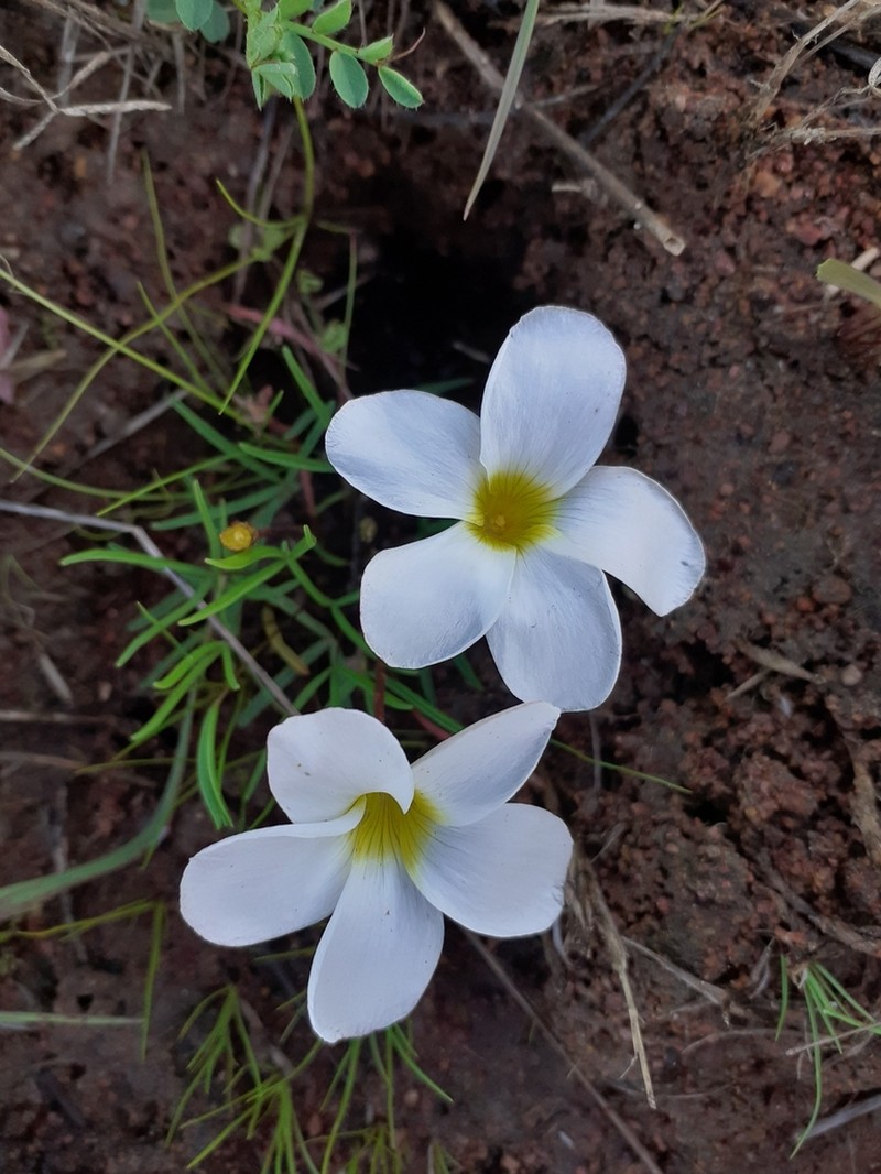 Oxalis stictocheila photo 2