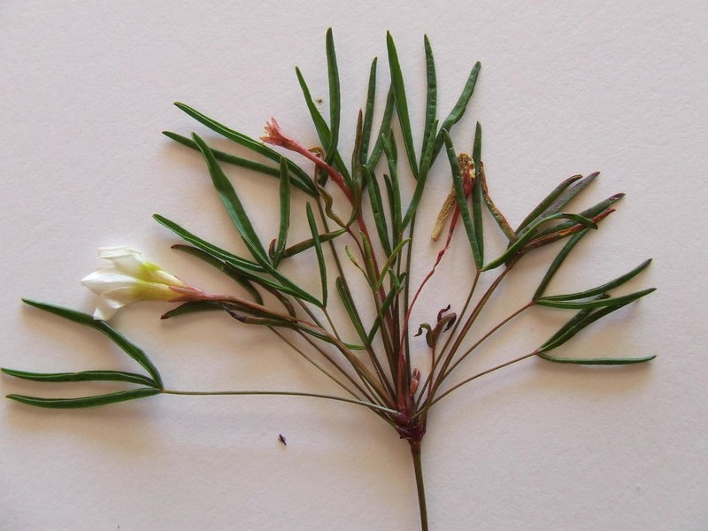 Oxalis stictocheila photo 3