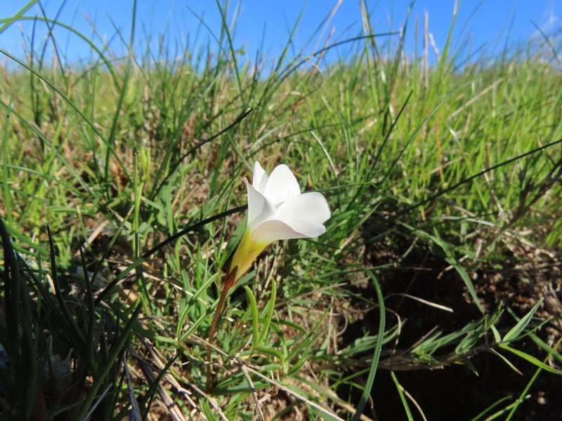 Oxalis stictocheila photo 4