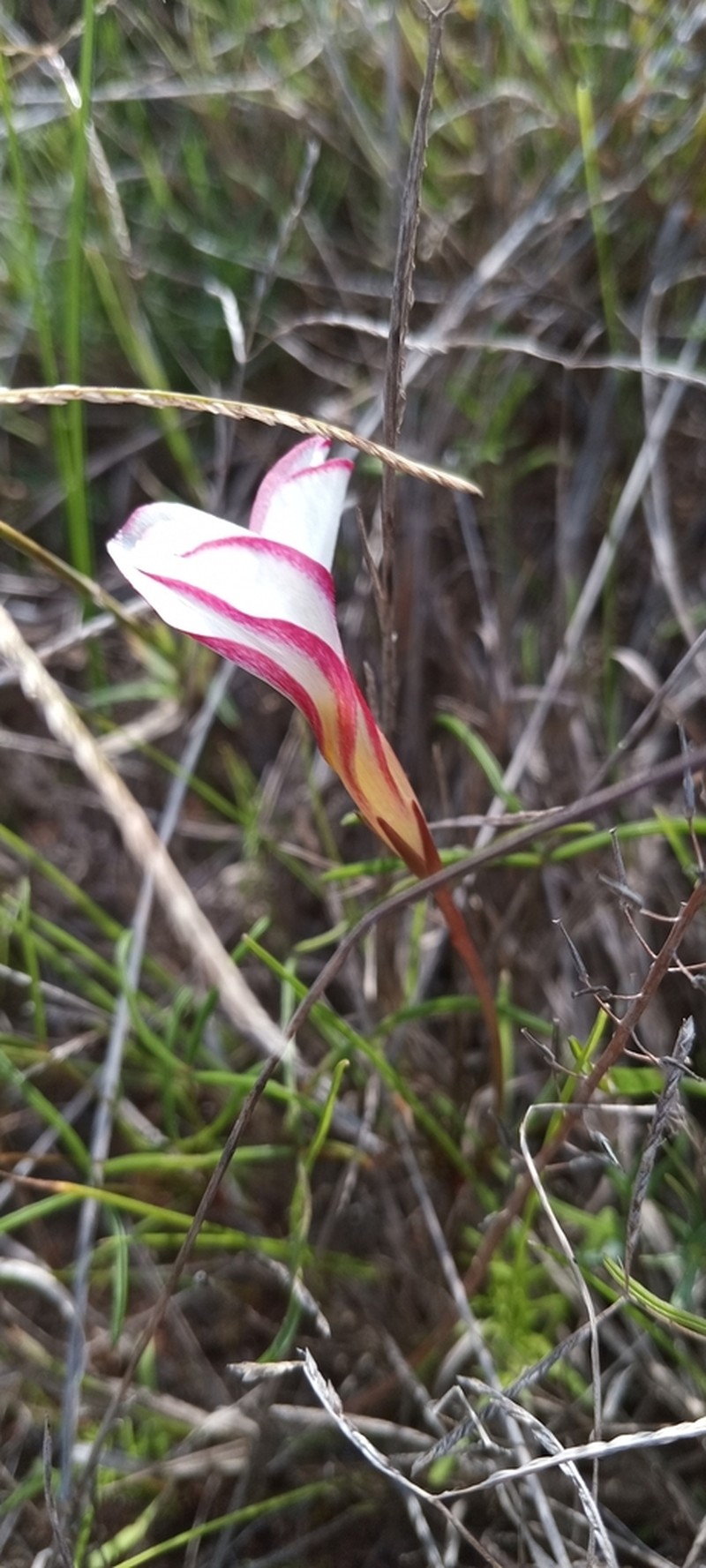 Oxalis stictocheila photo 6