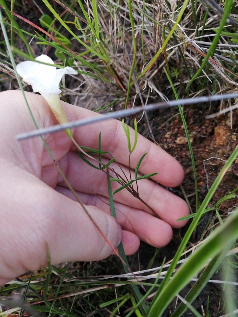 Oxalis stictocheila photo 7