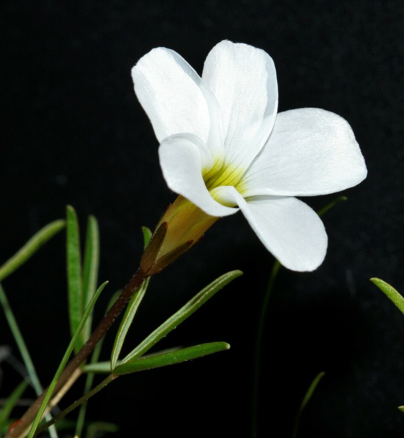 Oxalis stictocheila photo 8