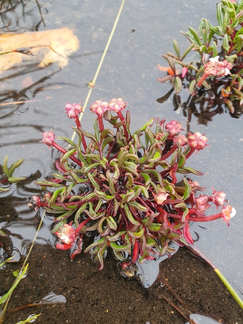 Oxalis stokoei