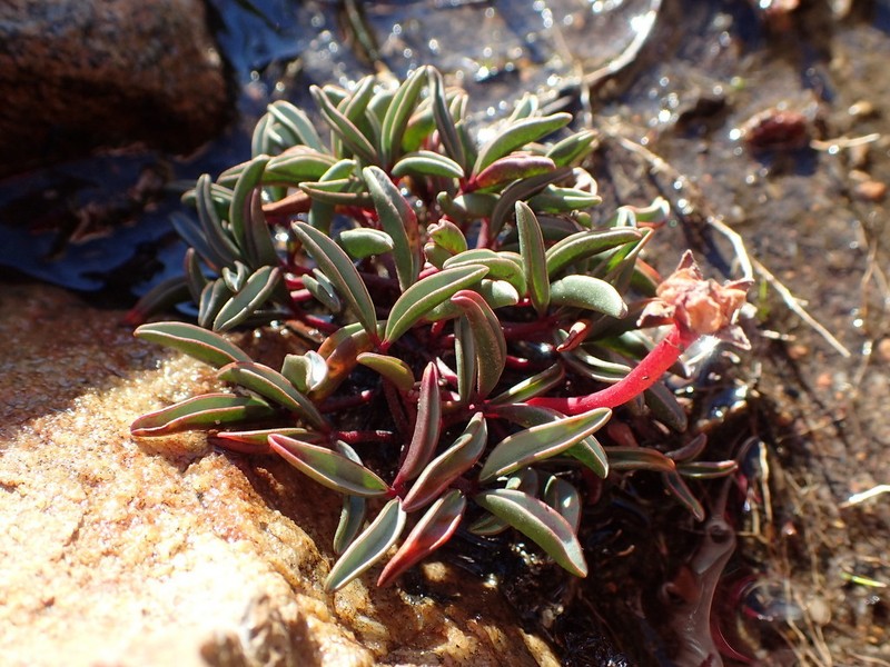Oxalis stokoei photo 2