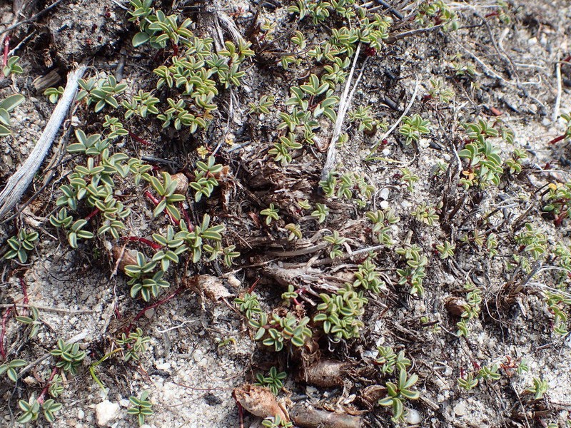 Oxalis stokoei photo 3