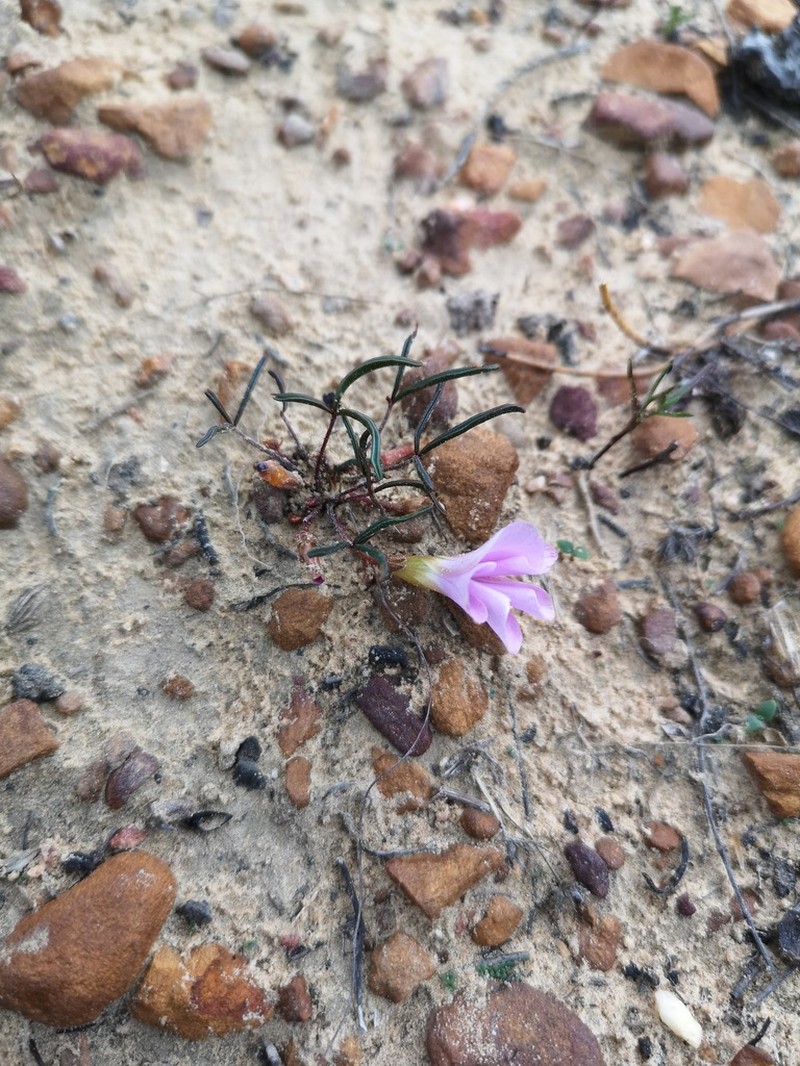 Oxalis stokoei photo 4