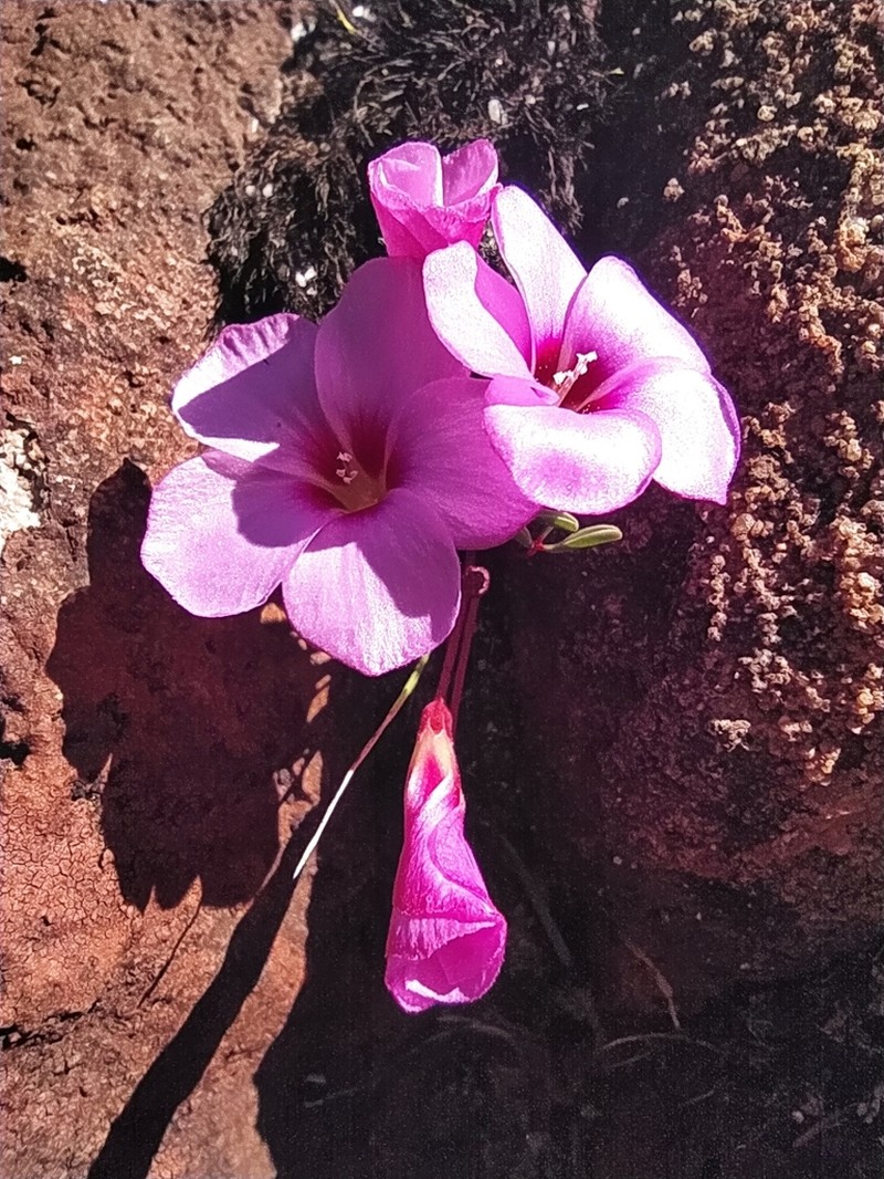 Oxalis stokoei photo 5