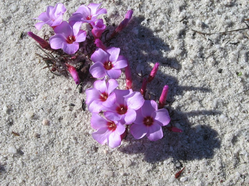 Oxalis stokoei photo 6