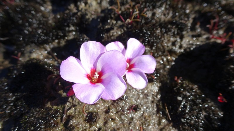 Oxalis stokoei photo 7