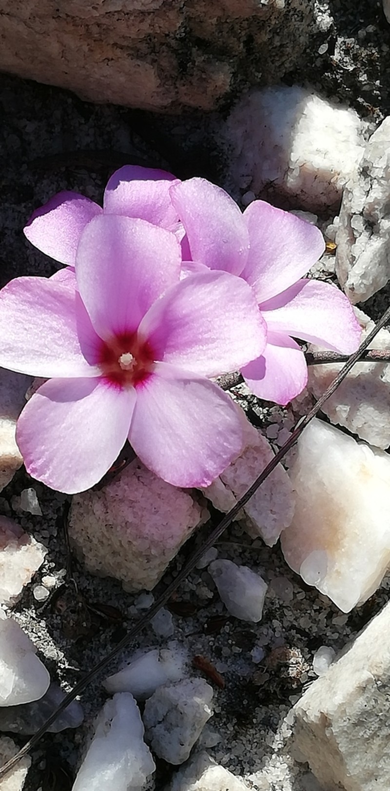Oxalis stokoei photo 8