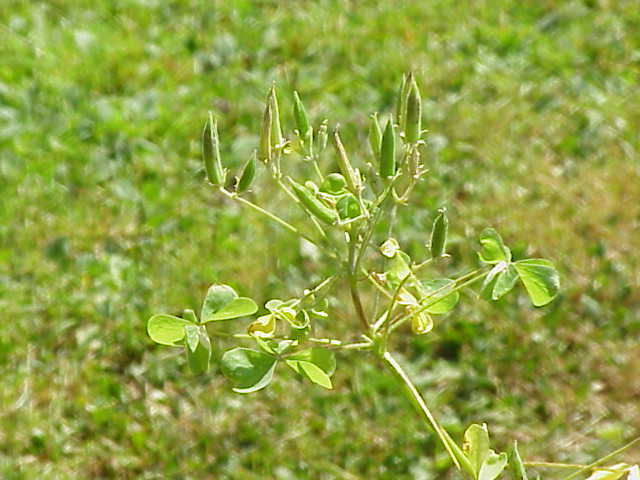 Common Yellow Oxalis photo 7