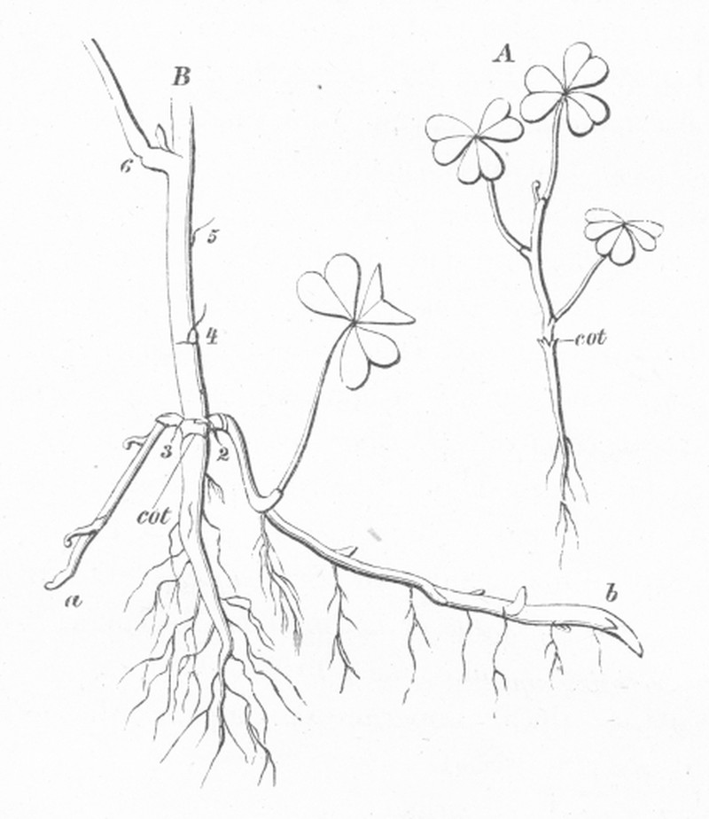 Common Yellow Oxalis photo 2