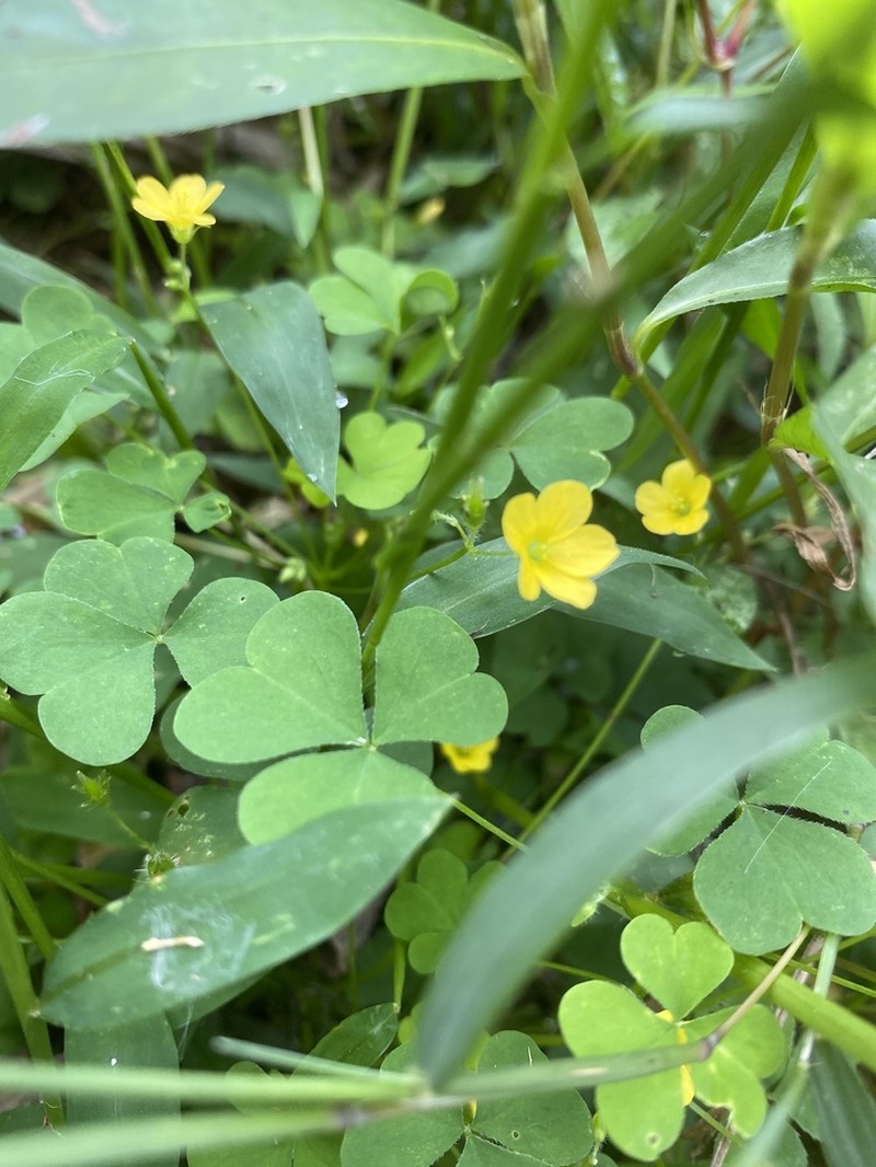 Common Yellow Oxalis photo 3