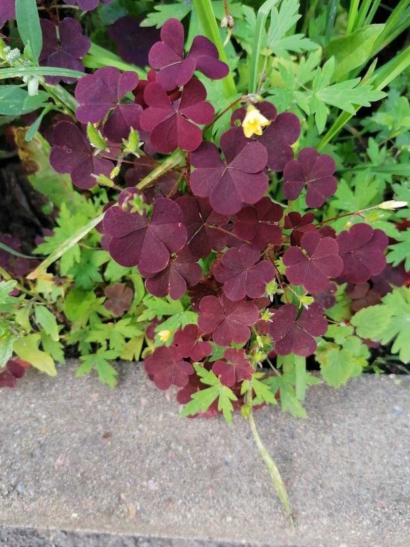 Common Yellow Oxalis photo 4