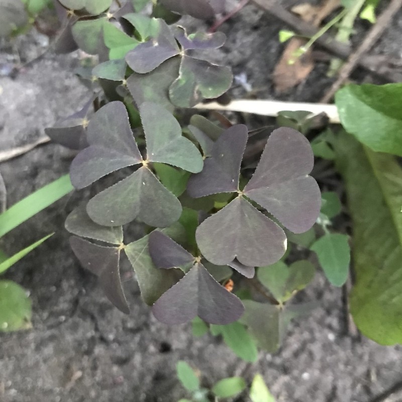 Common Yellow Oxalis photo 6