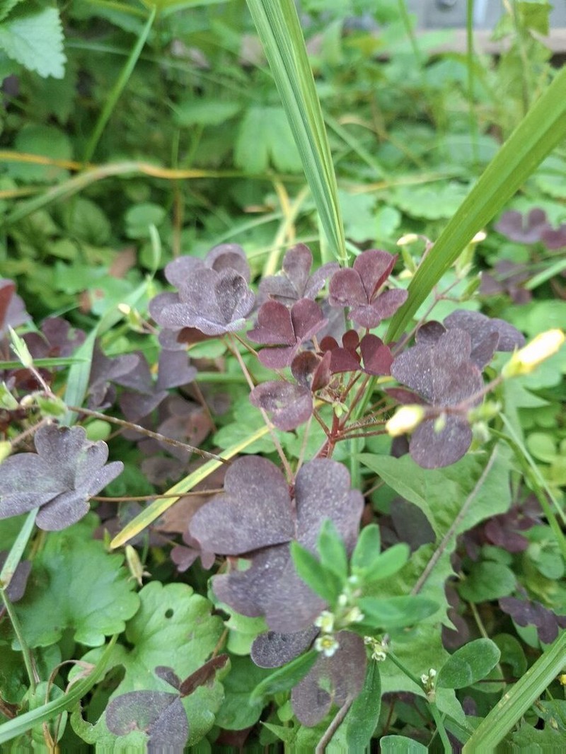 Common Yellow Oxalis photo 7