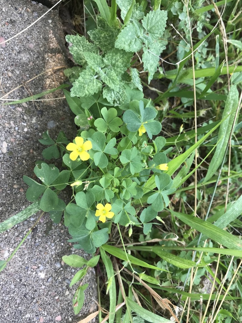 Common Yellow Oxalis photo 8