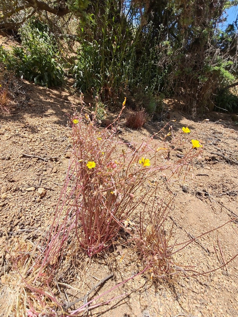Oxalis strictula