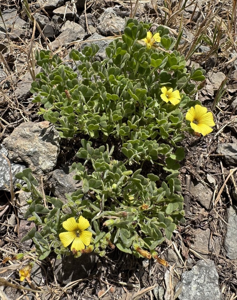 Oxalis strictula photo 2
