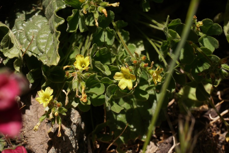 Oxalis strictula photo 3