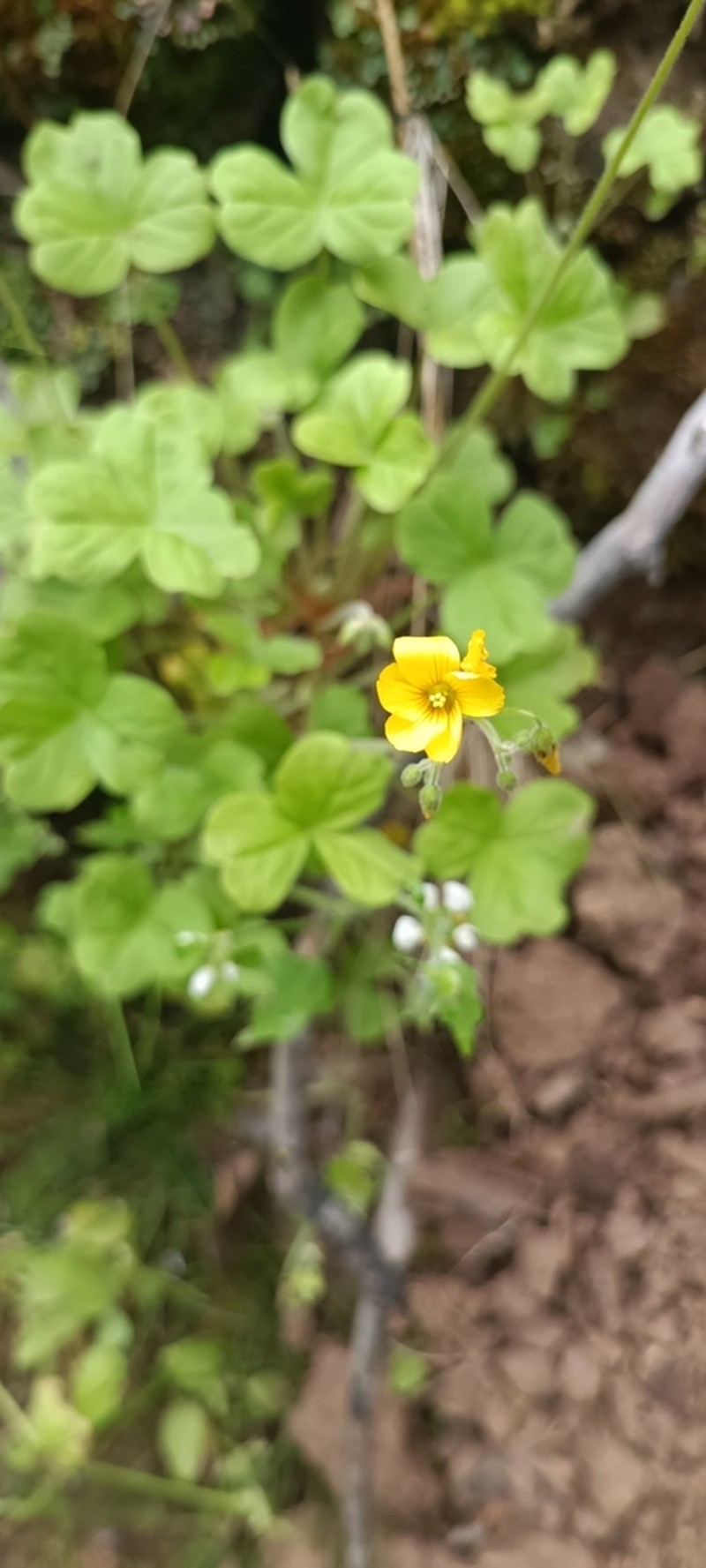 Oxalis strictula photo 4