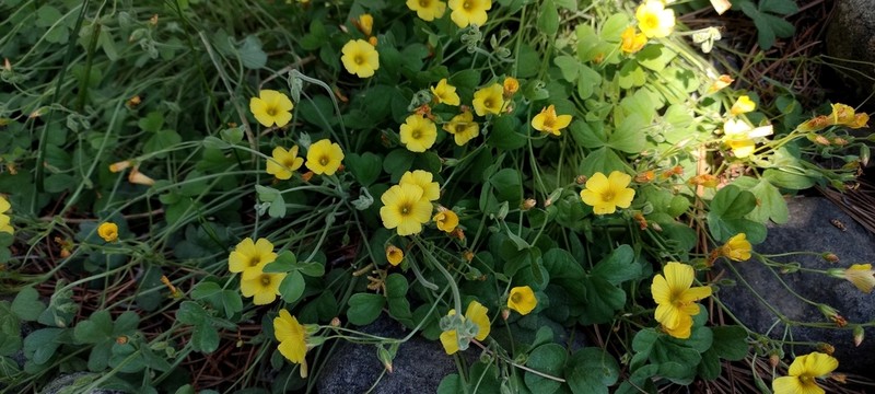 Oxalis strictula photo 5