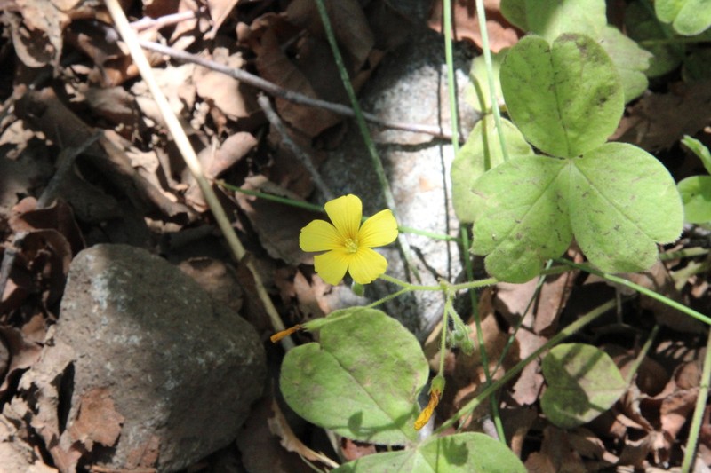 Oxalis strictula photo 6