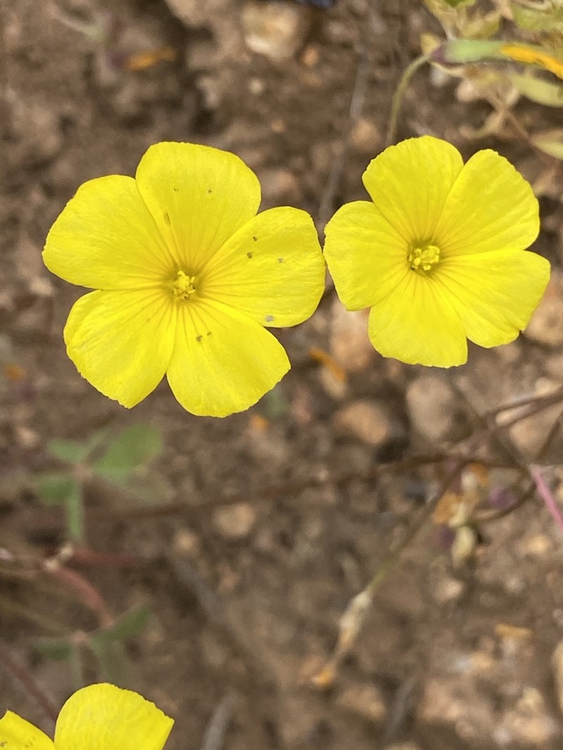 Oxalis strictula photo 7