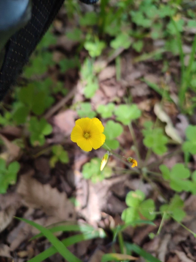 Oxalis strictula photo 8
