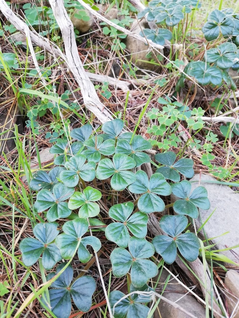 Oxalis strigosa