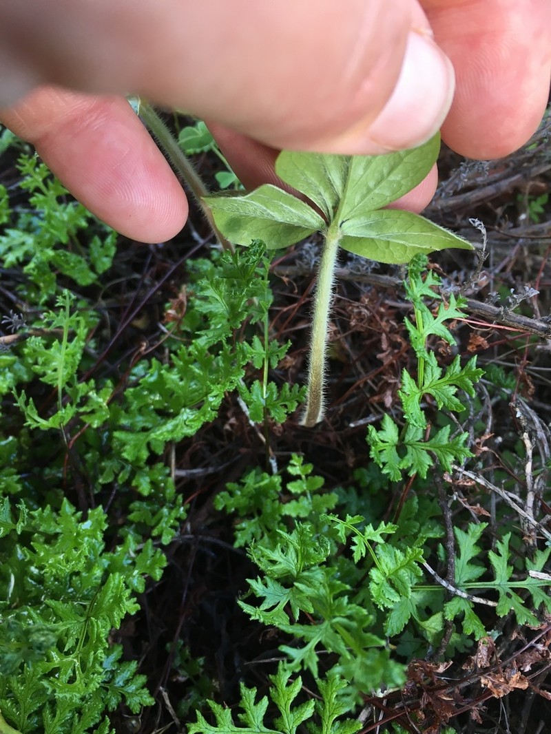 Oxalis strigosa photo 2