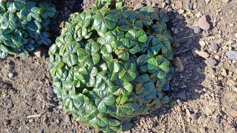 Oxalis strigosa photo 3
