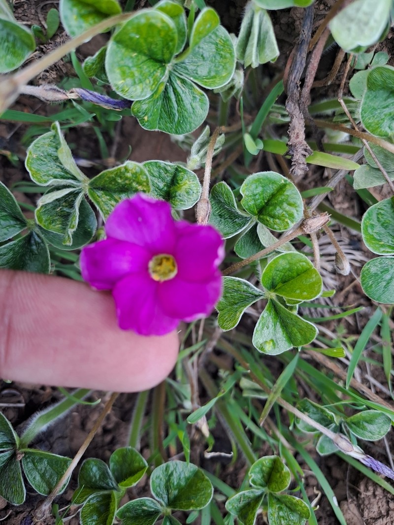 Oxalis strigosa photo 4