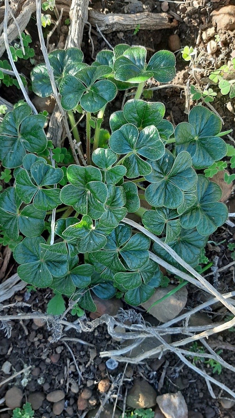 Oxalis strigosa photo 5