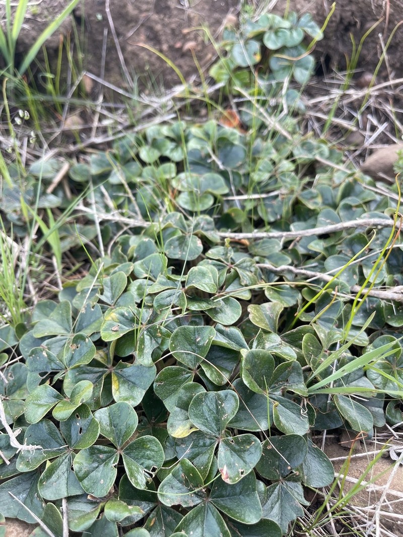 Oxalis strigosa photo 6