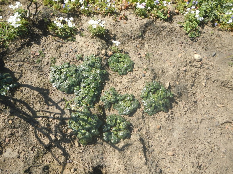 Oxalis strigosa photo 7